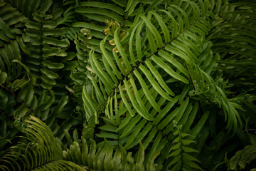 Beautiful fern leaves, green foliage, natural floral fern background in sunlight. View from above. Close up