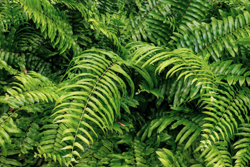 Beautiful fern leaves, green foliage, natural floral fern background in sunlight. View from above. Close up