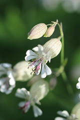 Blühendes Taubenkropf-Leimkraut (Silene vulgaris)