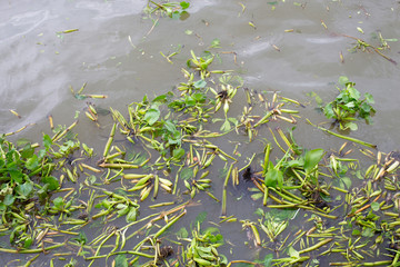 Weeds and plants are rubbish in the river.