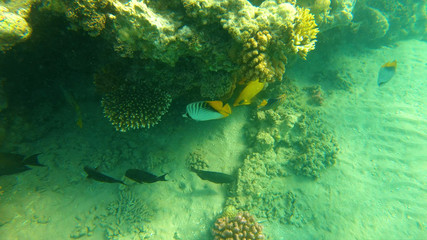 Naklejka na ściany i meble Fish of the Red Sea. Multicolored fish swim over the corals