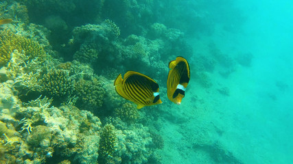 Fototapeta na wymiar Fish of the Red Sea. Multicolored fish swim over the corals