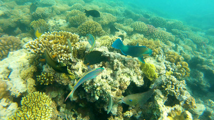 Naklejka na ściany i meble Fish of the Red Sea. Multicolored fish swim over the corals