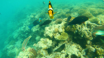Fototapeta na wymiar Fish of the Red Sea. Multicolored fish swim over the corals