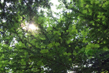 Fototapeta na wymiar Rays of the sun penetrating the branches of fir