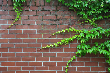 japanese creeper growing on brickwall