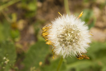 Dandelion with seeds