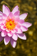 Beautiful pink water lily bloom detail, plants used at natural swimming pool for filtering water without chemicals, top view flat lay composition, relaxation and meditation concept