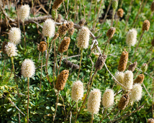 Rock Spiraea