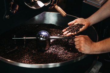Hands of a men holding a fresh roasted bean above a metal drum full of coffee beans