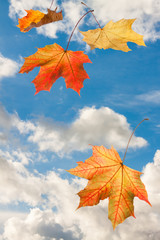 Fototapeta na wymiar Autumn red yellow abstract maple falling leaves on blue cloud sky background