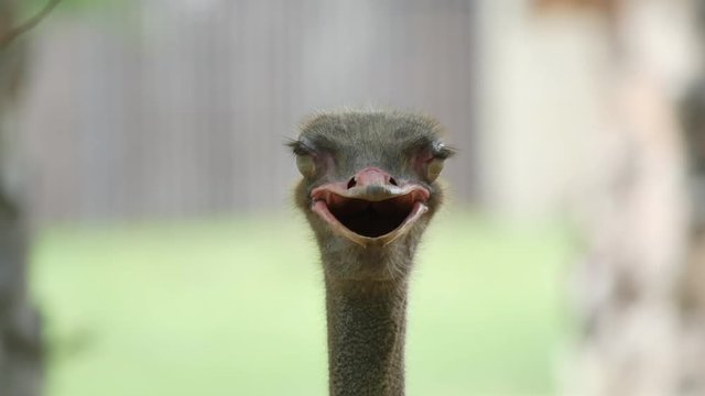 Close up shot of ostrich at the ostrich farm