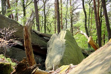 Felsen im Wald