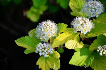 Flowering branch ninebark with yellow leaves in the garden close-up.