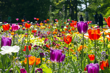 Blumen Zoo Karlsruhe