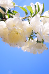 biała piwonia białe kwiaty w ogrodzie na tle nieba