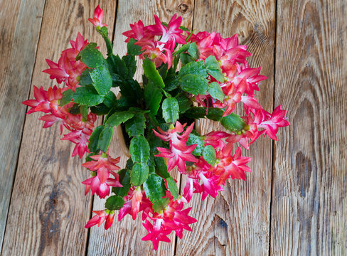 Christmas flower zigokaktus in flower top view.