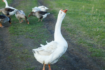A large white goose leader prepares to attack