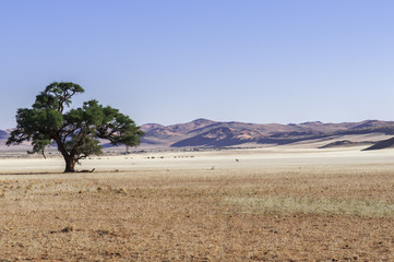 Dunes with acacia trees in the Namib desert / Dunes with acacia trees in the Namib desert, Namibia, Africa.