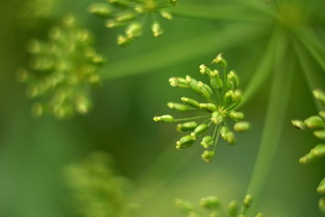 Umbrellas Of Dill, Field Close Up