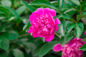 Pink peonies in the garden. Blooming pink peony. Closeup of beautiful pink Peonie flower