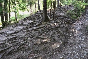 tangled roots