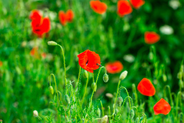 Field of bright red poppy flowers in summer