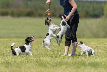 Walk and play with many dogs. Working with a pack of Jack Russell Terriers