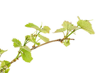 Fresh vine branch isolated on white background
