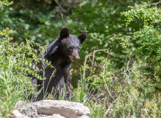 American black bear near Capulin Spring in Cibola National Forest, Sandia Mountains, New Mexico