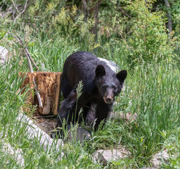 American black bear near Capulin Spring in Cibola National Forest, Sandia Mountains, New Mexico