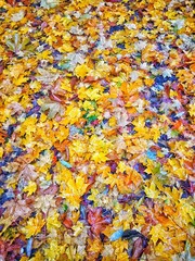 leaves, autumn, nature, red, leaf, colorful, yellow, green,garden, flowers, color, pattern, spring, fall, pink, orange, blue, park