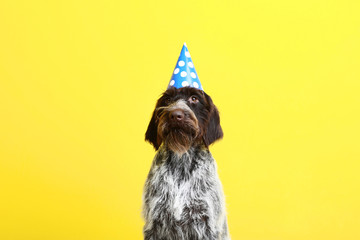 German pointer dog with birthday cap on yellow background