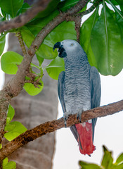 Exotic parrot in tropical forest. Maldives. Wild nature. Birdwatching