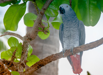 Exotic parrot in tropical forest. Maldives. Wild nature. Birdwatching