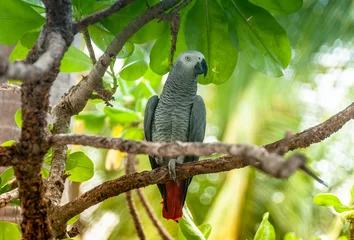 Gordijnen Exotic parrot in tropical forest. Maldives. Wild nature. Birdwatching © Maria