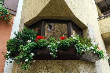 Fototapeta na wymiar Window decoration with plants in Austria