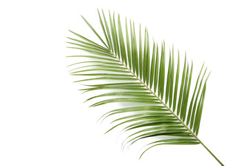 Obraz premium Green palm leaf on white background