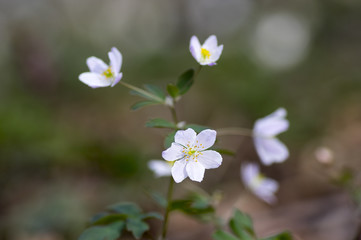 Rue Leaved Isopyrum springtime flower, group of white flowering plants in the forest