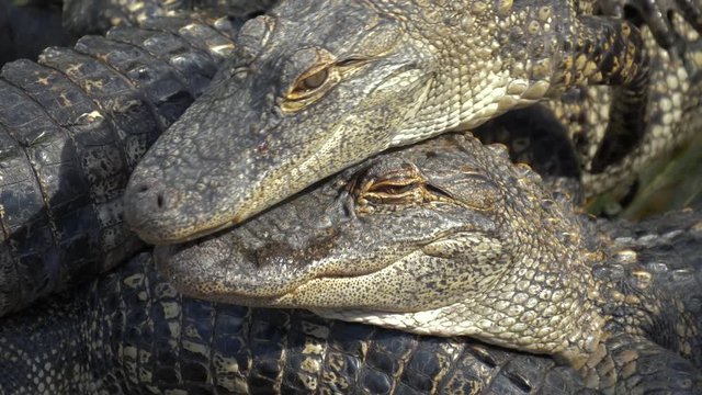 Alligators breeding farm. A stack of alligators. Crocodiles are basking in the sun on a crocodile farm. Many alligators are on top of each other.