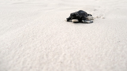 Baby turtles on the way to ocean after hatching