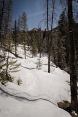 A snow covered forest near Vail, Colorado. 