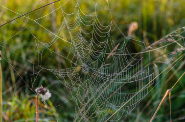 Huge cobweb with holes in the center