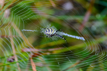 Female spider-wasp sits in the center of its web