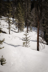 A snow covered forest near Vail, Colorado. 