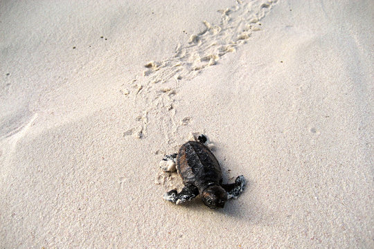 Baby turtles on the way to ocean after hatching