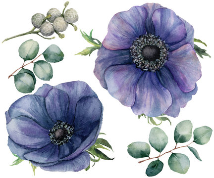 Watercolor blue anemone and brunia berry set. Hand painted isolated violet flowers with eucalyptus leaves on white background. Illustration for design, fabric, print or background.