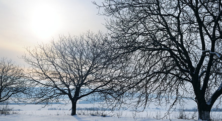 Winter landscape. Sunrise . Fields and trees in the snow. Wide photo.