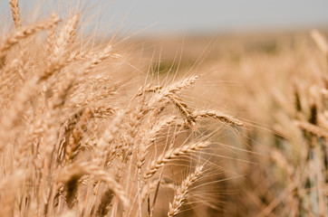 Wheat field. Gold wheat close-up. Rural scenery under the shining sunlight. The concept of a rich harvest.