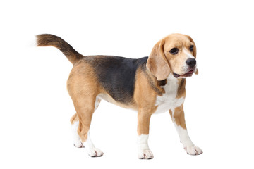 Beagle dog isolated on white background